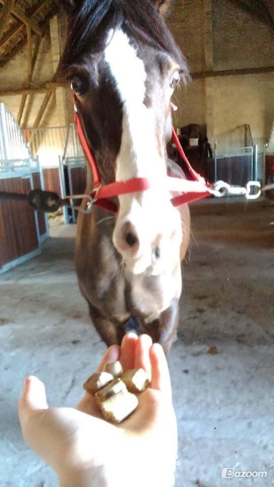 Welsh Cob (sec D) Valhallas Minnie Survivoer (tidligere lånehest) billede 12