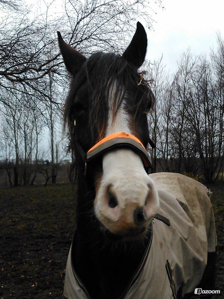 Welsh Cob (sec D) Valhallas Minnie Survivoer (tidligere lånehest) billede 15