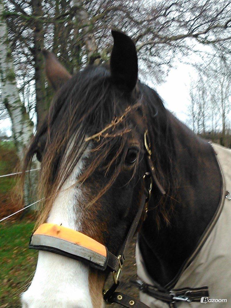 Welsh Cob (sec D) Valhallas Minnie Survivoer (tidligere lånehest) billede 17