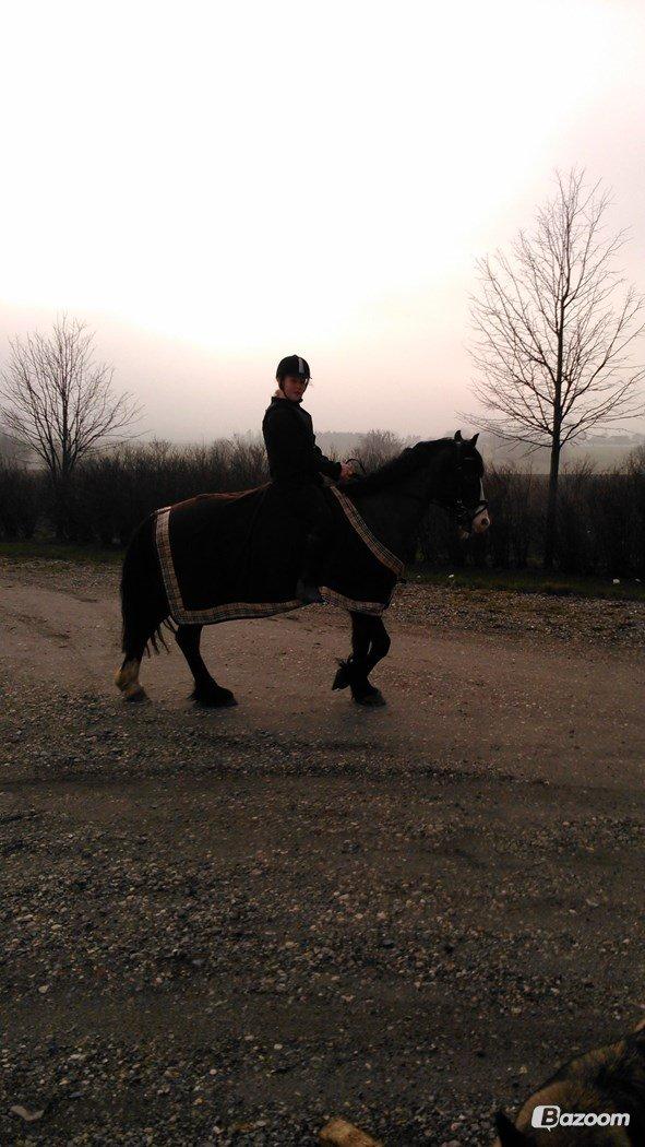 Welsh Cob (sec D) Valhallas Minnie Survivoer (tidligere lånehest) billede 7