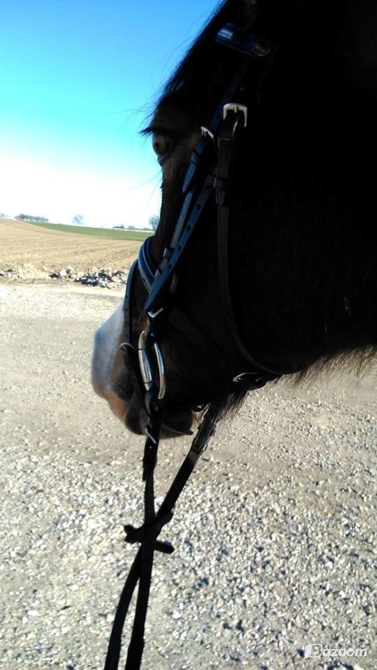 Welsh Cob (sec D) Valhallas Minnie Survivoer (tidligere lånehest) billede 14