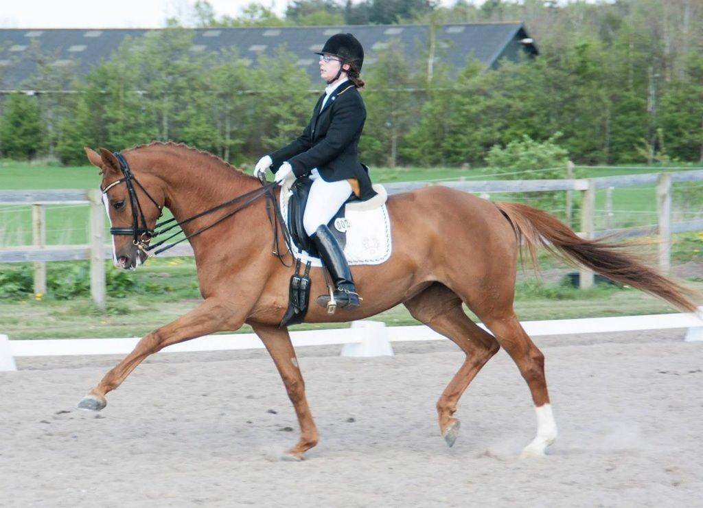 Trakehner Loulóu Sjælstofte (Himmelhest) - 2014. foto: Christel Østed billede 9