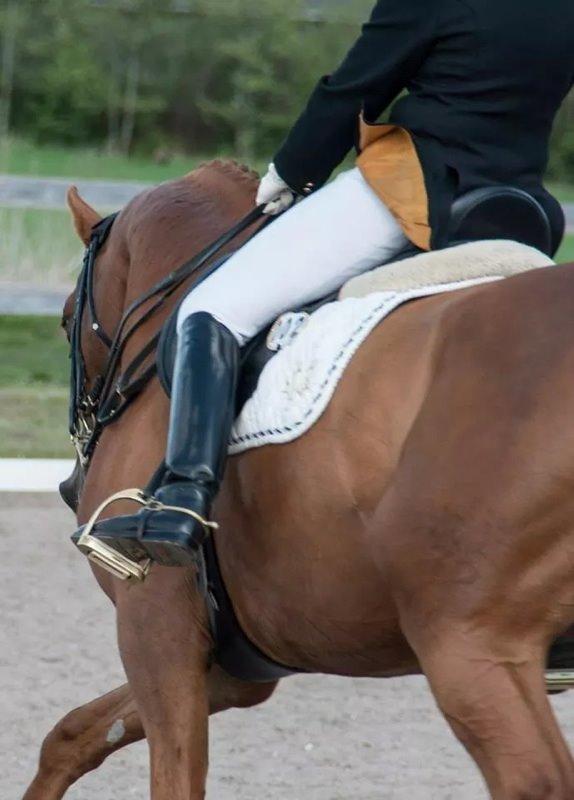 Trakehner Loulóu Sjælstofte (Himmelhest) - 2014, foto:Christel Østed. billede 4