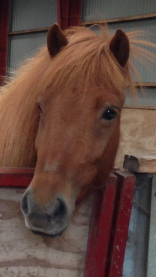Islænder Embla stenholm billede 1