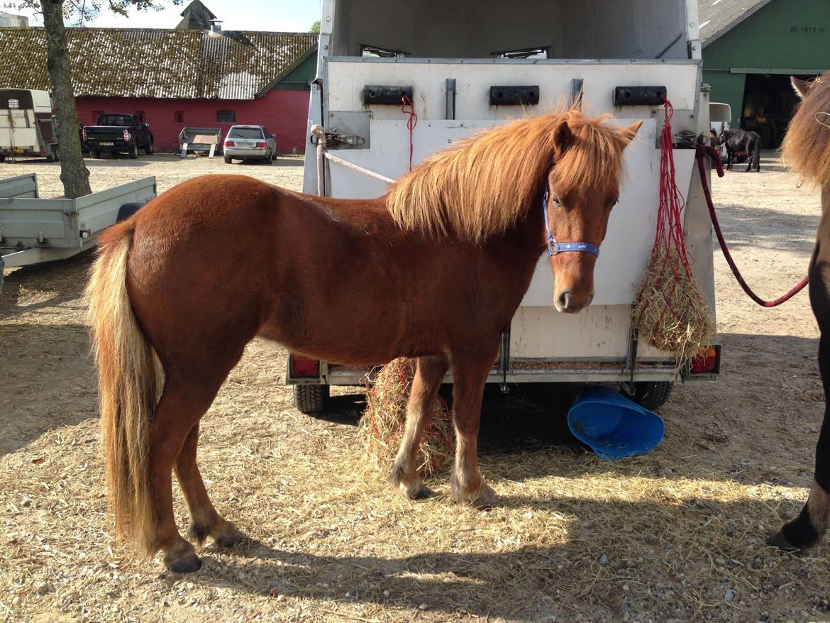 Islænder Embla stenholm - Wiffertsholmstævne 2014 billede 7