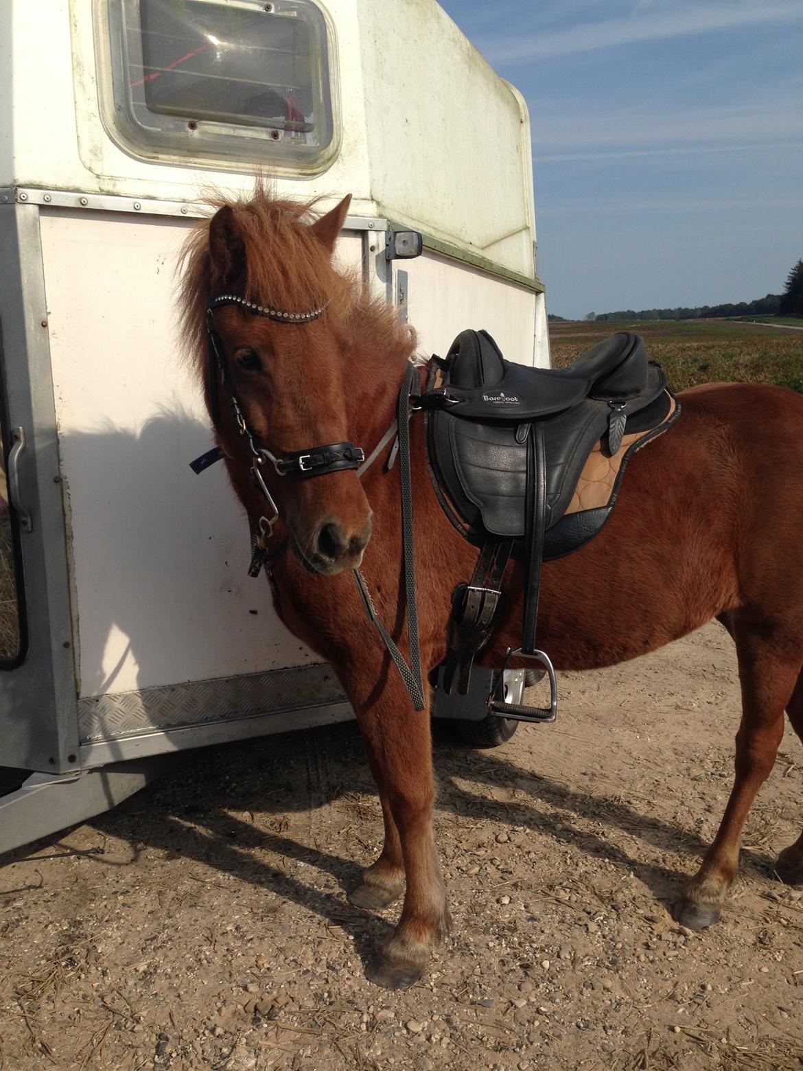 Islænder Embla stenholm billede 6