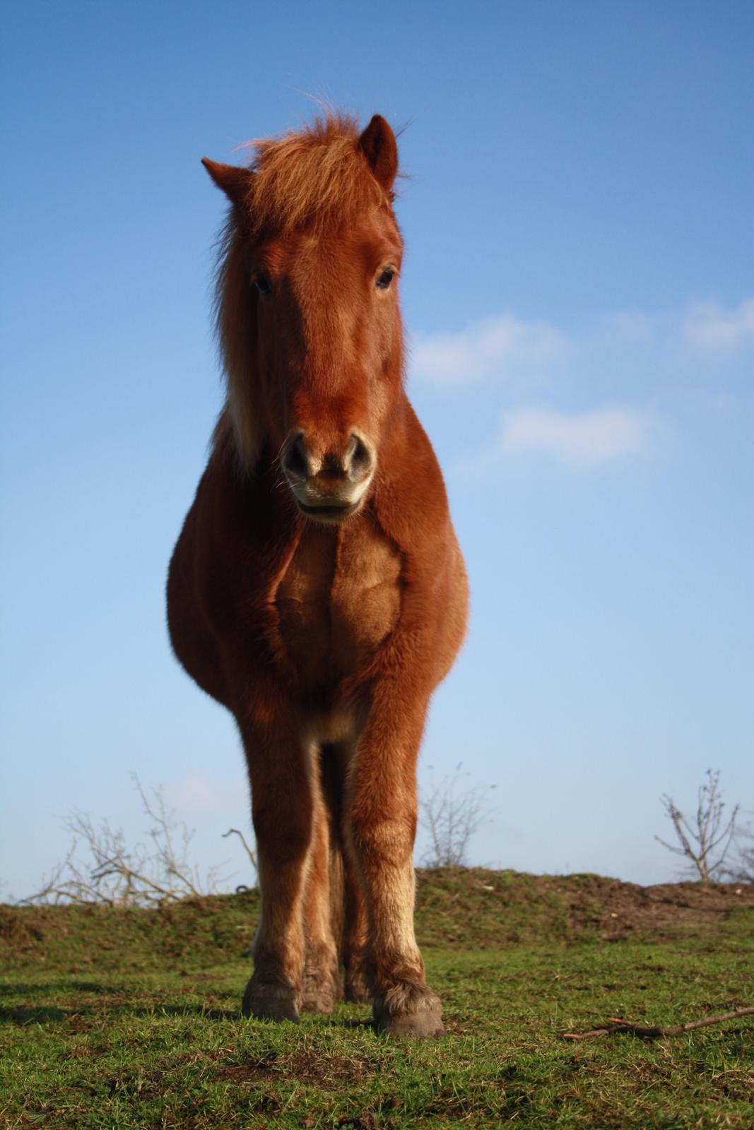 Islænder Embla stenholm billede 11