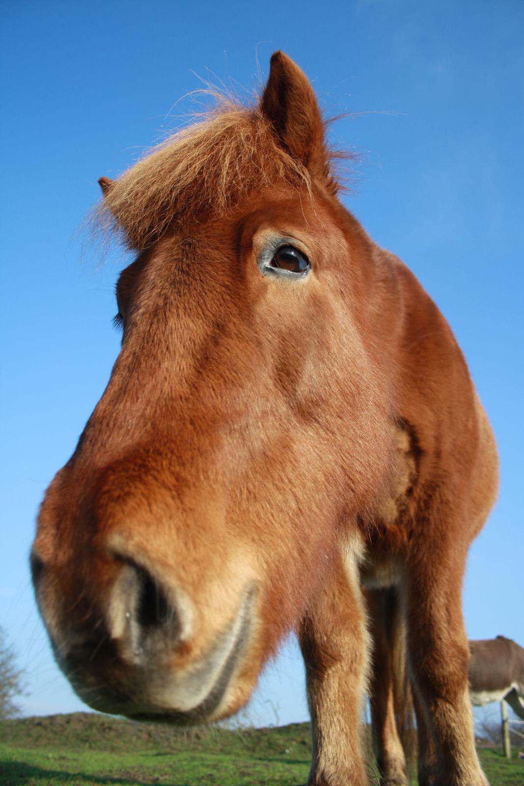 Islænder Embla stenholm billede 12