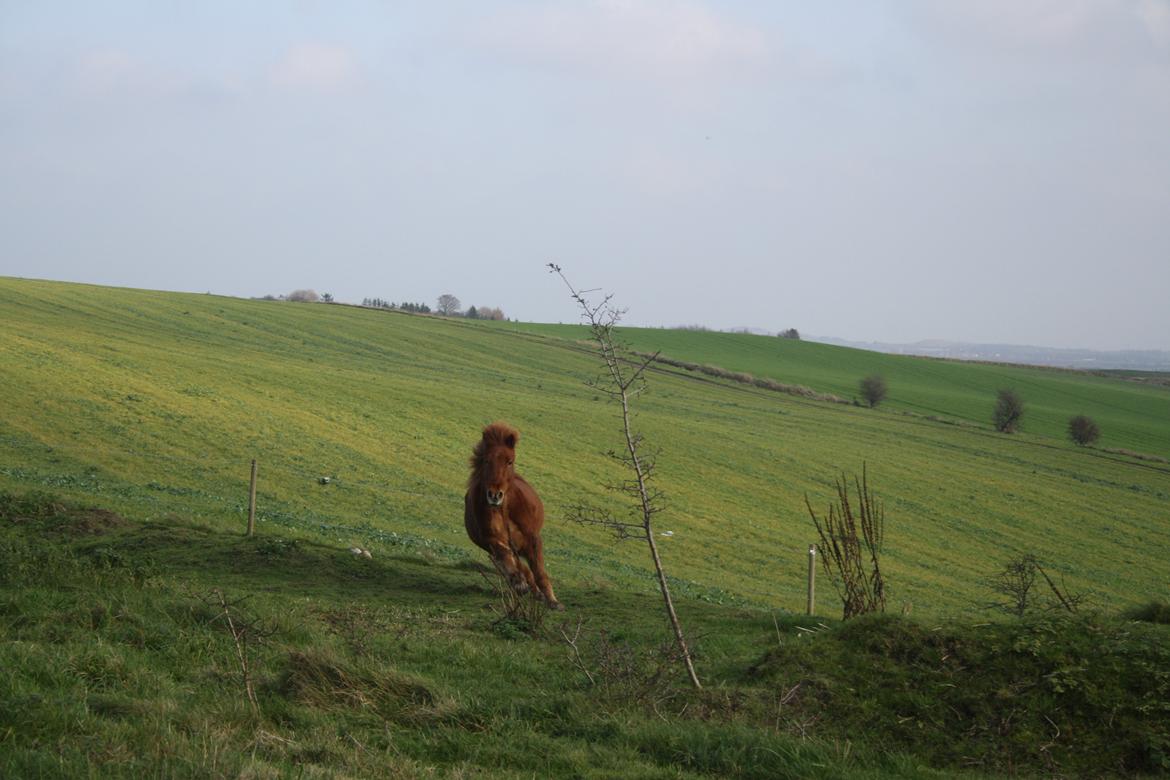 Islænder Embla stenholm billede 13