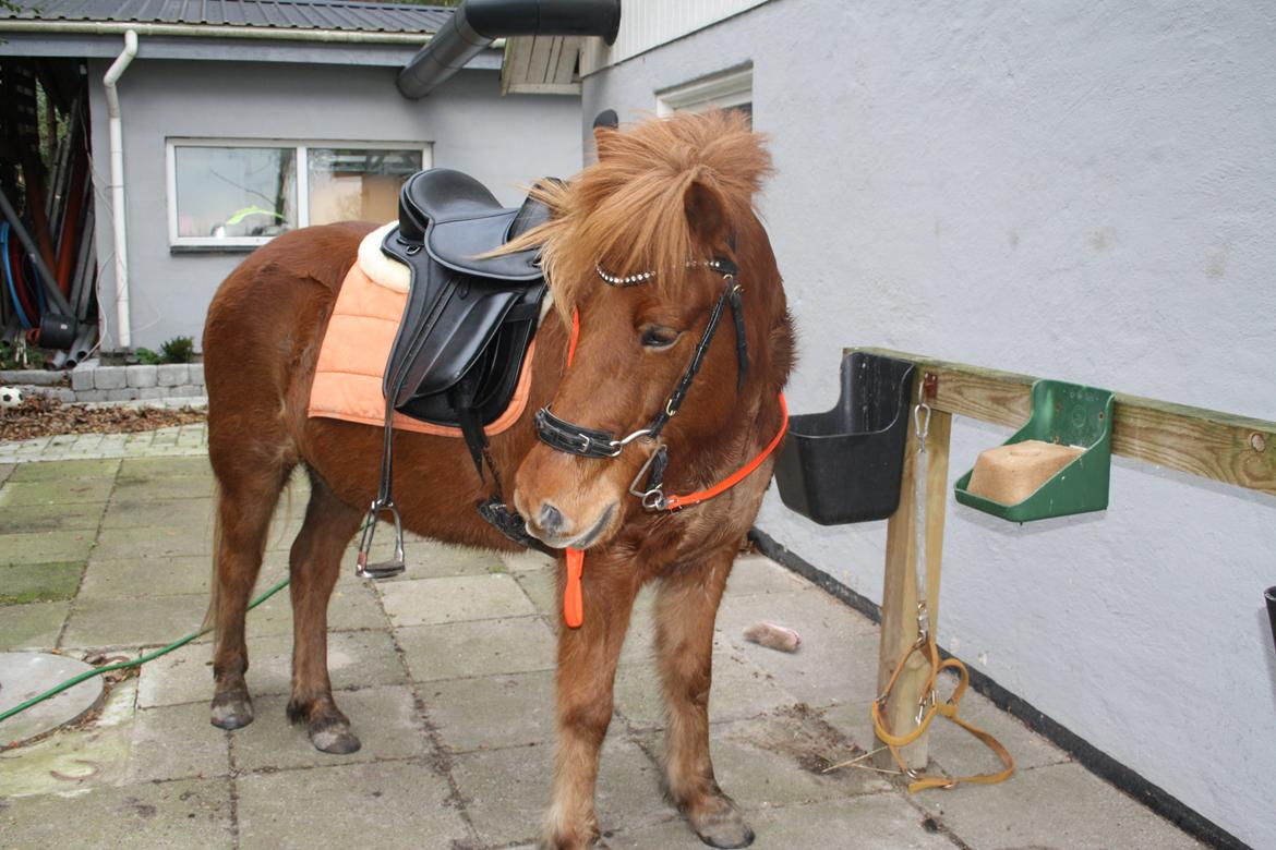 Islænder Embla stenholm billede 14