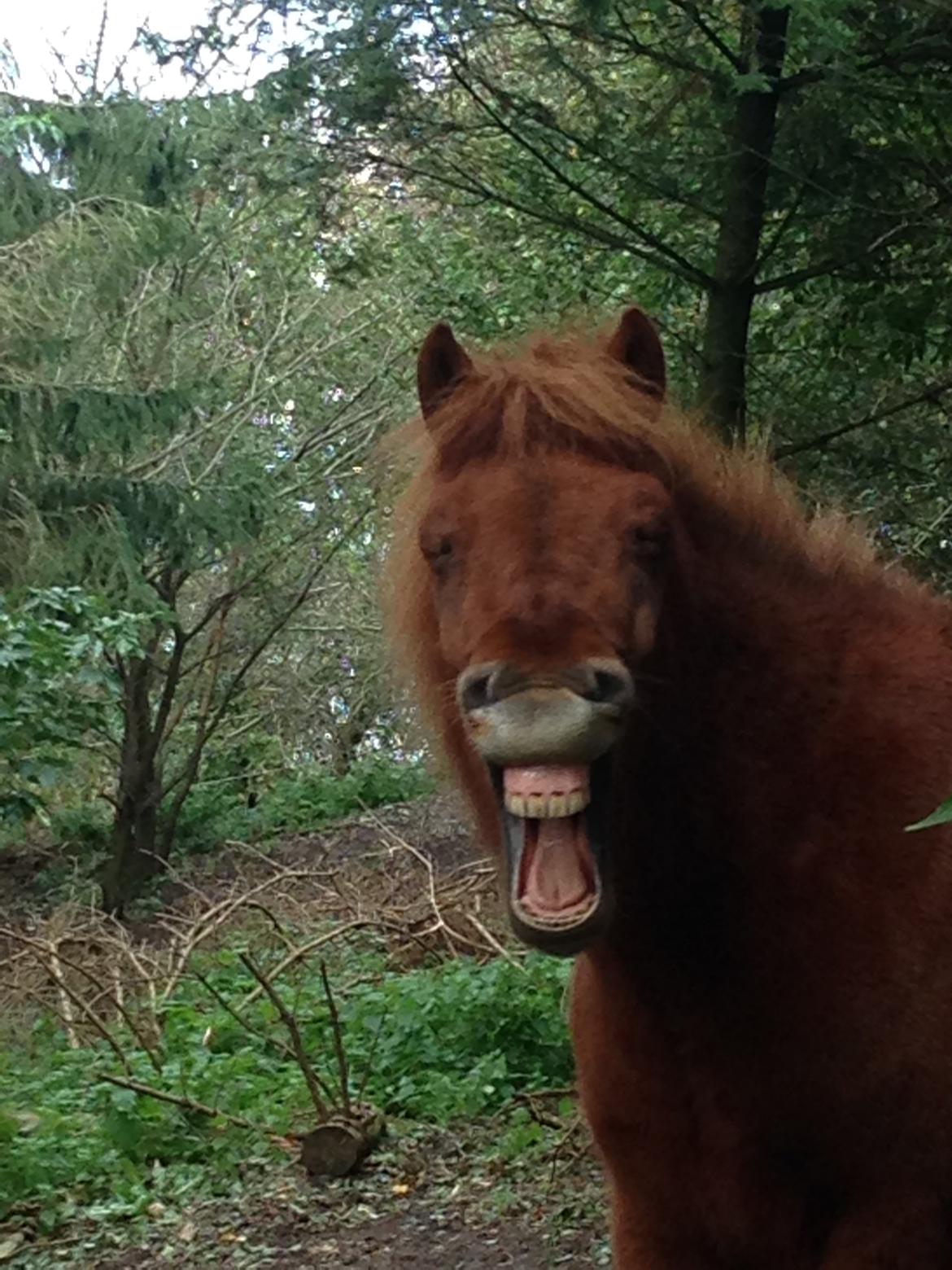 Islænder Embla stenholm billede 9