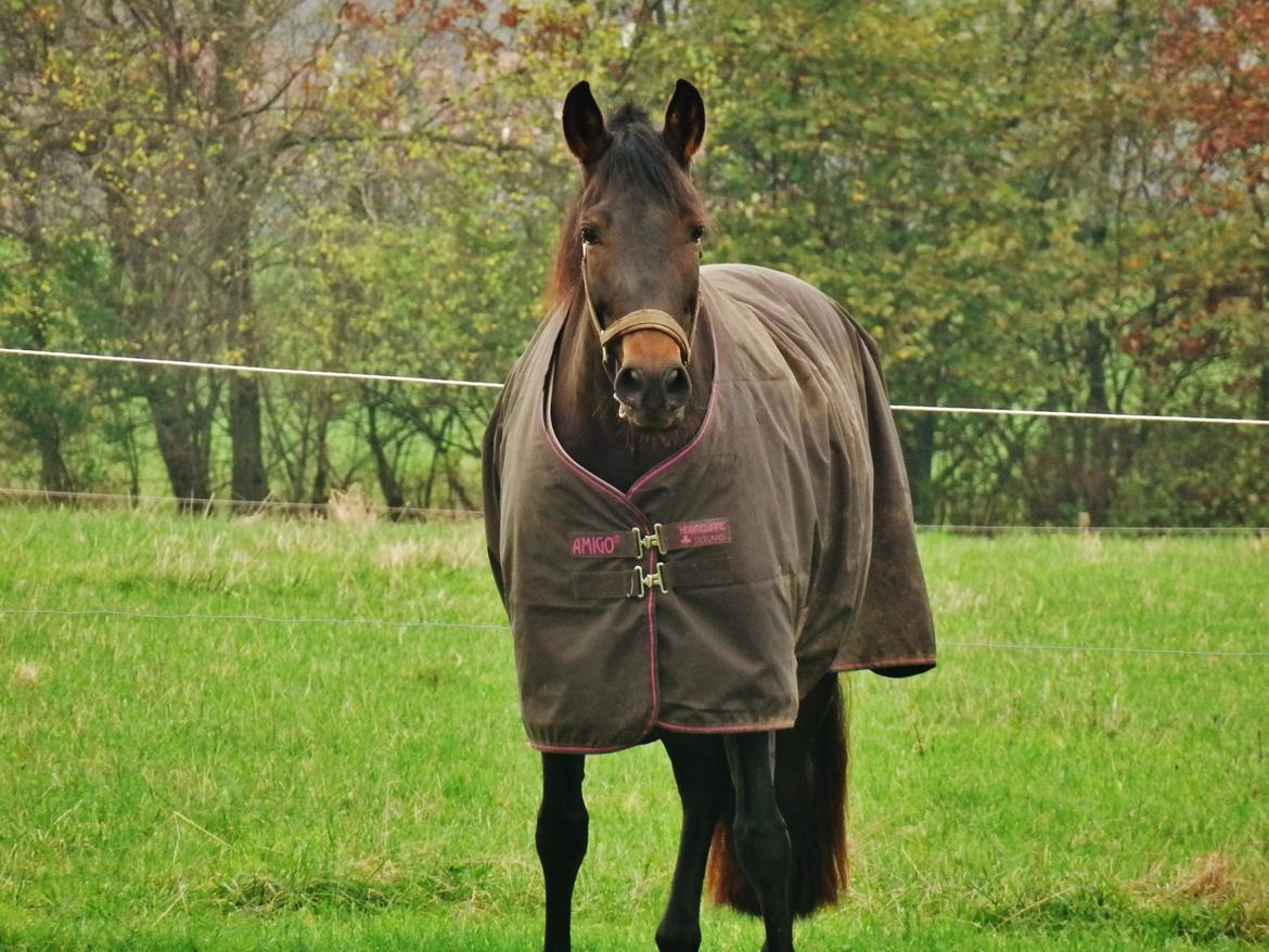 Pura Raza Española Stald Skou Hilda El Bayo, Solgt billede 38