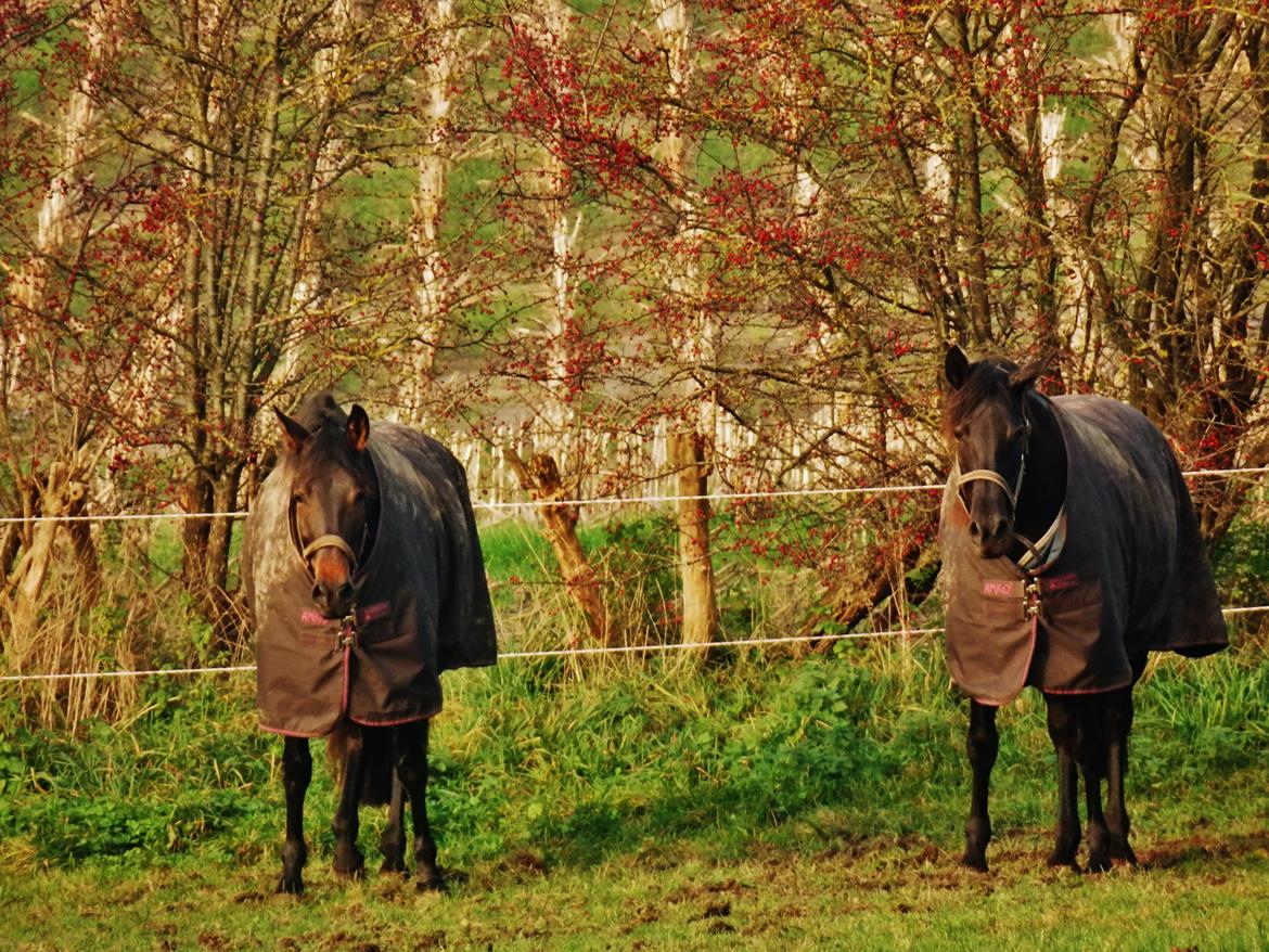 Pura Raza Española Stald Skou Hilda El Bayo, Solgt billede 35
