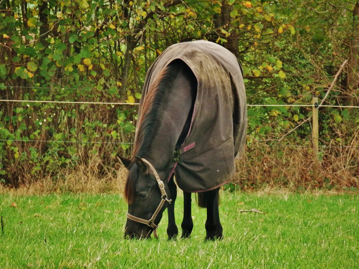 Pura Raza Española Stald Skou Desbocada YC SOLGT billede 35
