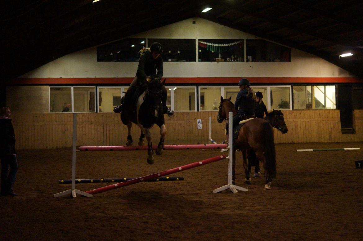 Pinto | Hoelgaards Kalaijo (Kalle) - 1 meter! Den hest overrasker mig altså ♥ November 2014 ♥ billede 12