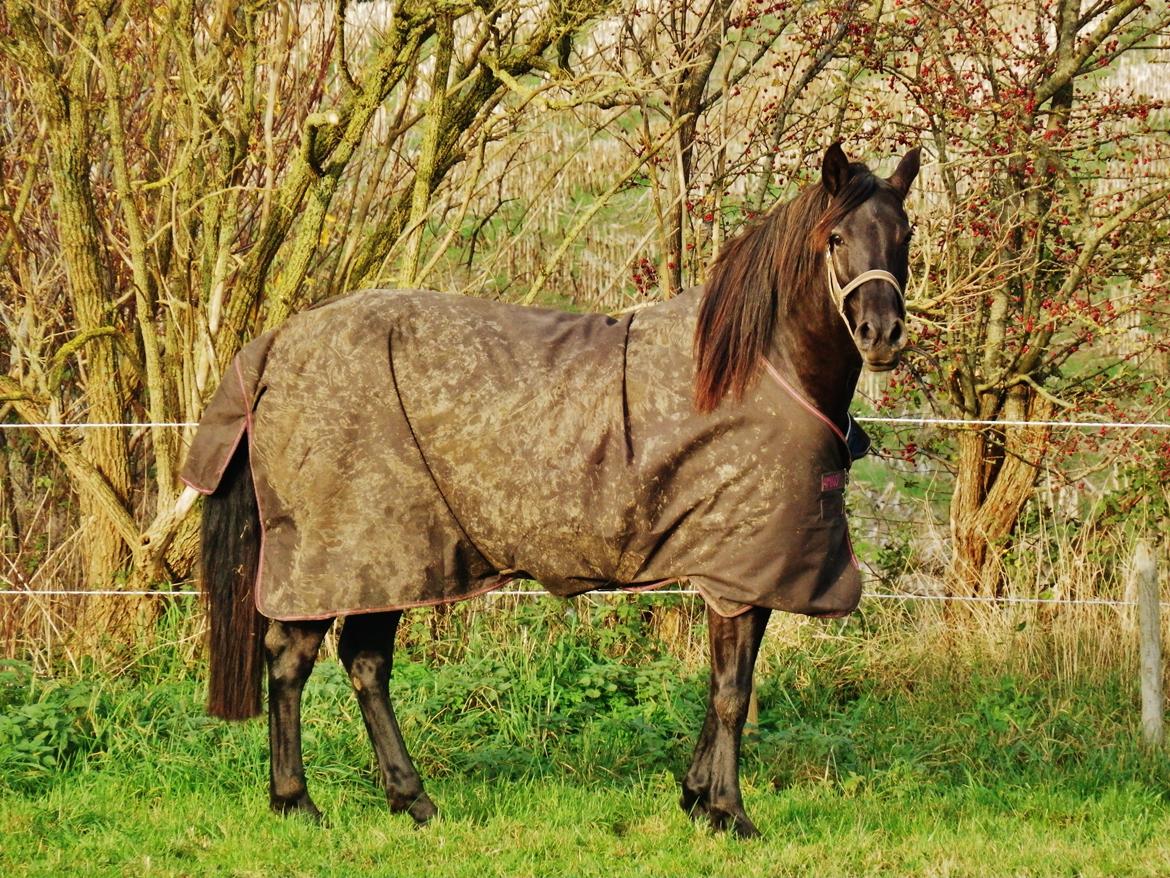 Pura Raza Española Stald Skou Desbocada YC SOLGT billede 34