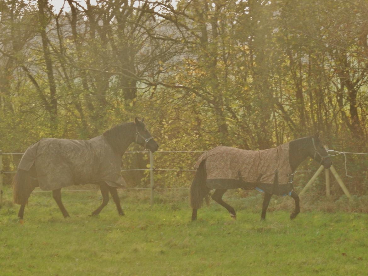 Pura Raza Española Stald Skou Desbocada YC SOLGT billede 36