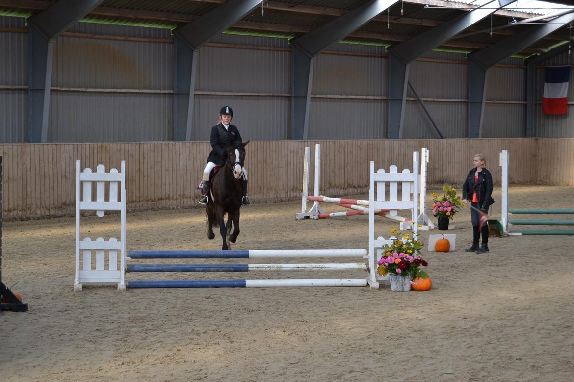 Welsh Cob (sec D) Valhallas Minnie Survivoer (tidligere lånehest) - Minnie og jeg til stæven :) Vist nok 50 cm eller 40 cm :) billede 3