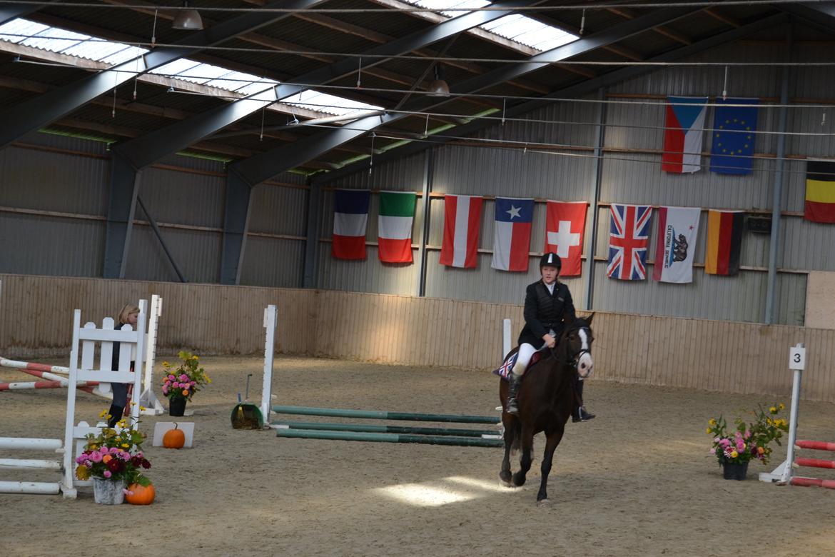 Welsh Cob (sec D) Valhallas Minnie Survivoer (tidligere lånehest) - Spring stævne billede 4