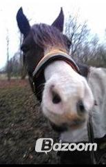 Welsh Cob (sec D) Valhallas Minnie Survivoer (tidligere lånehest) - Det er lidt slørret beklager  billede 11