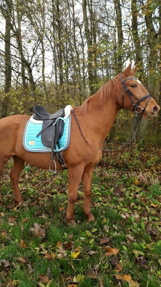 Dansk Varmblod Sunshine LÅNEHEST billede 6