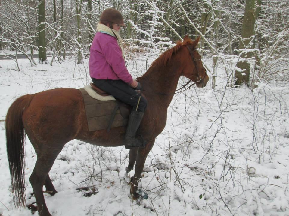 Dansk Varmblod Sunshine LÅNEHEST billede 4