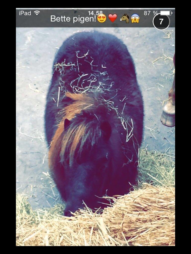 Shetlænder Isma billede 20