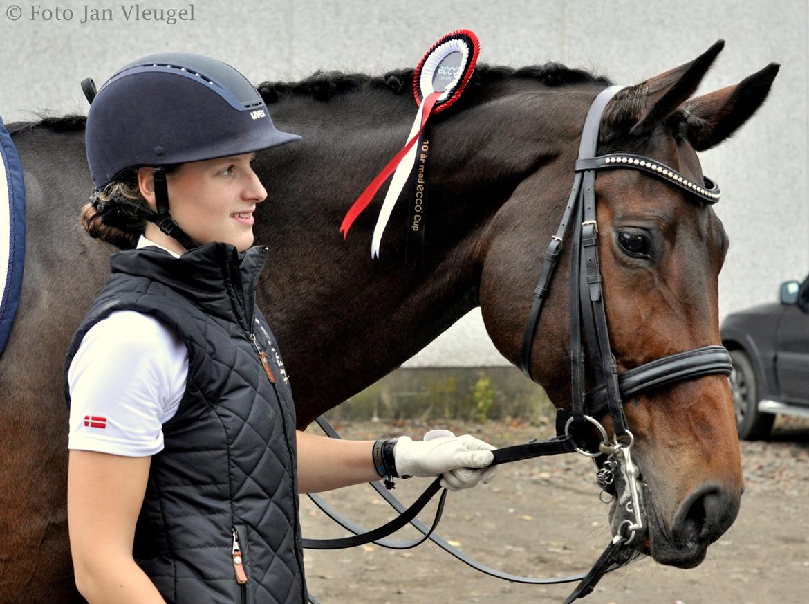 Dansk Varmblod Corina (Steffie) billede 20