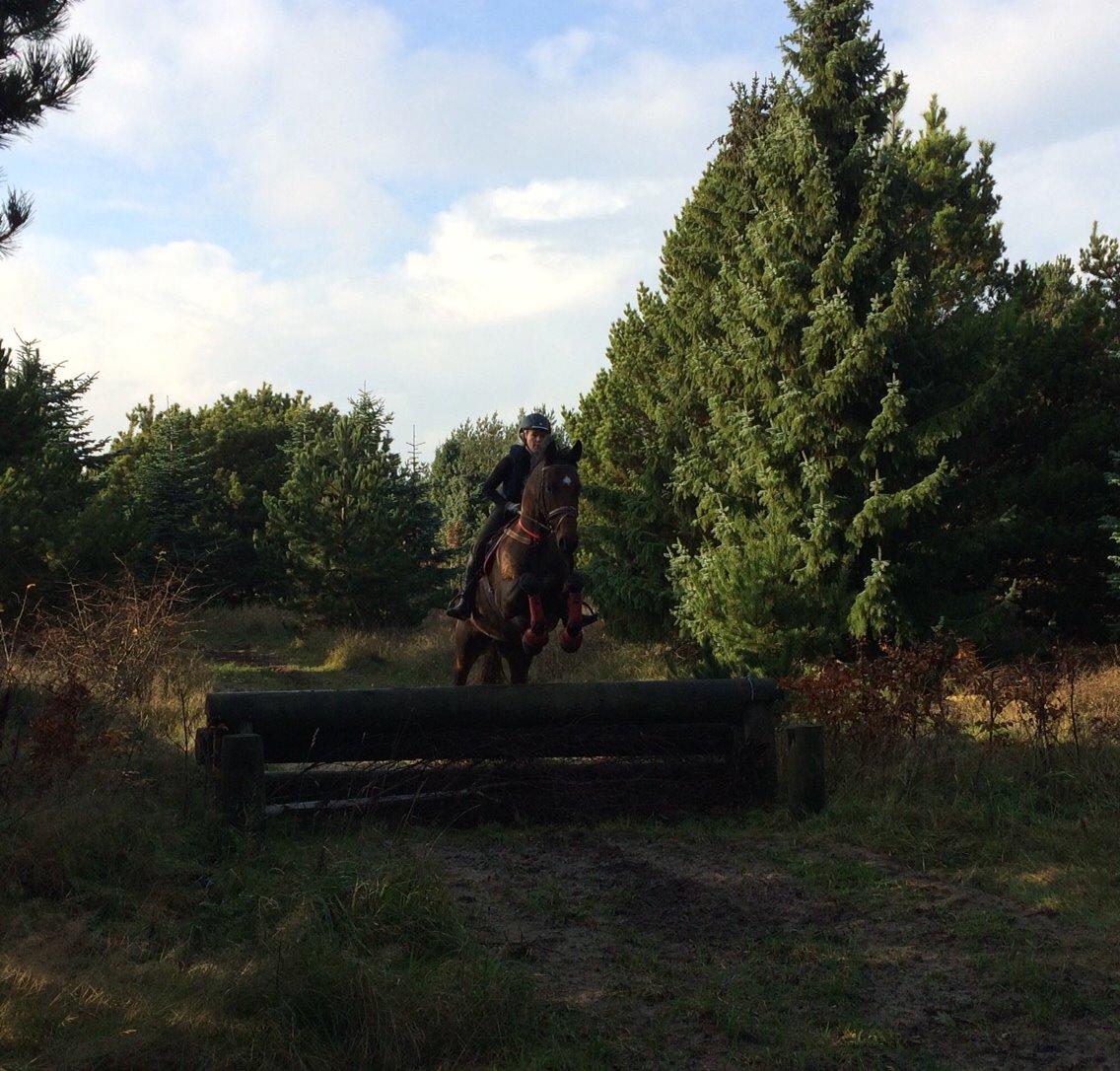 Holstener Enghøjs Pia billede 19