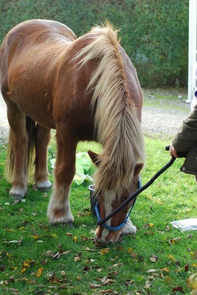 Islænder Örn billede 22