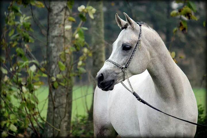 Arabisk fuldblod (OX) Wermont billede 17