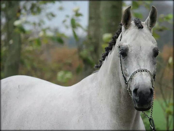 Arabisk fuldblod (OX) Wermont billede 18