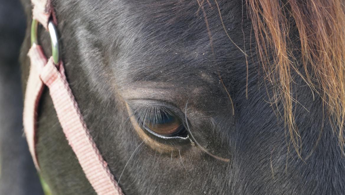 Dansk Varmblod Pan billede 8