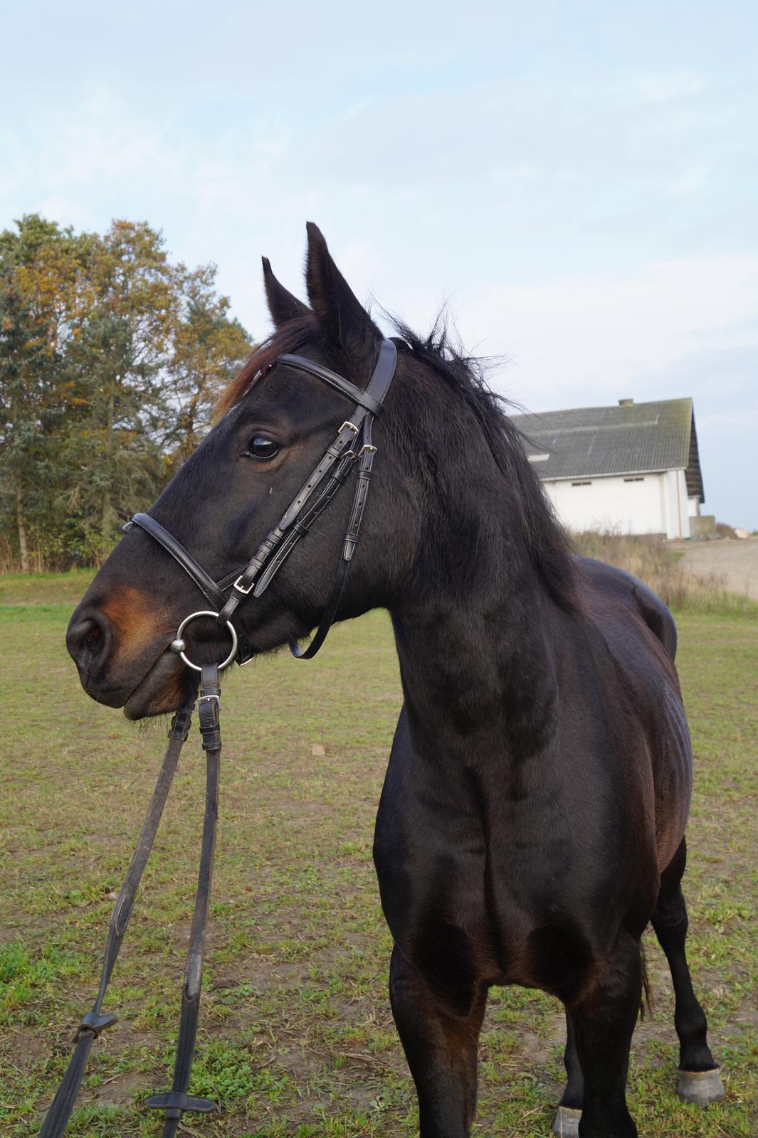 Dansk Varmblod Pan billede 16