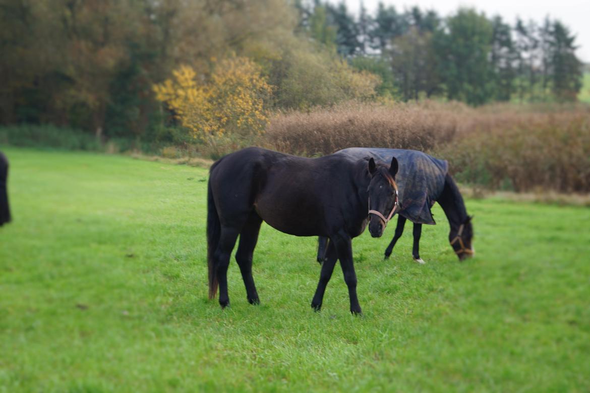 Dansk Varmblod Pan billede 9