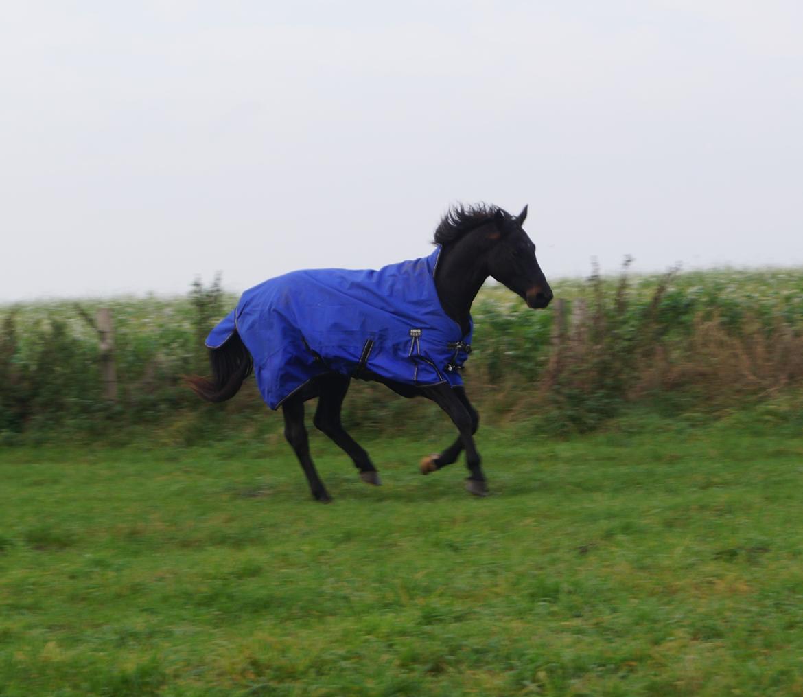 Dansk Varmblod Pan billede 4