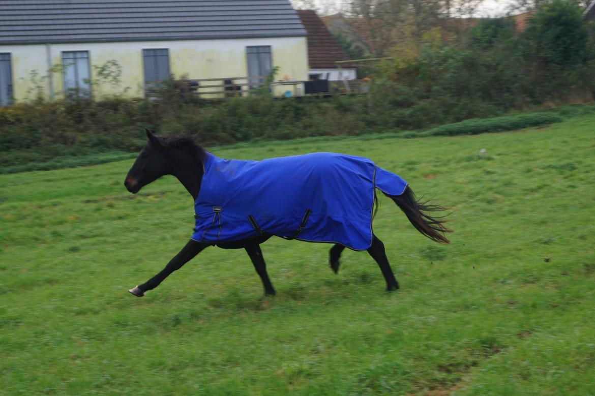 Dansk Varmblod Pan billede 15