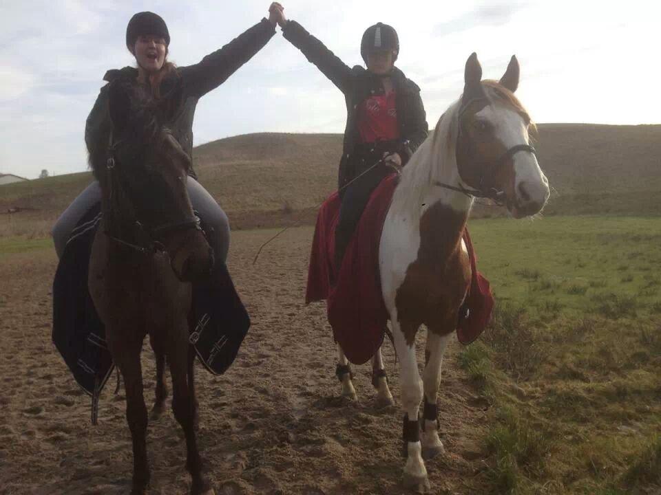 Pinto Elmegårdens Brilliant  billede 20