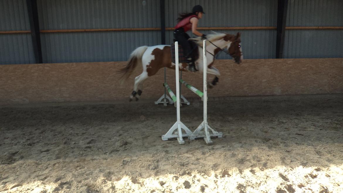 Pinto Elmegårdens Brilliant  billede 6