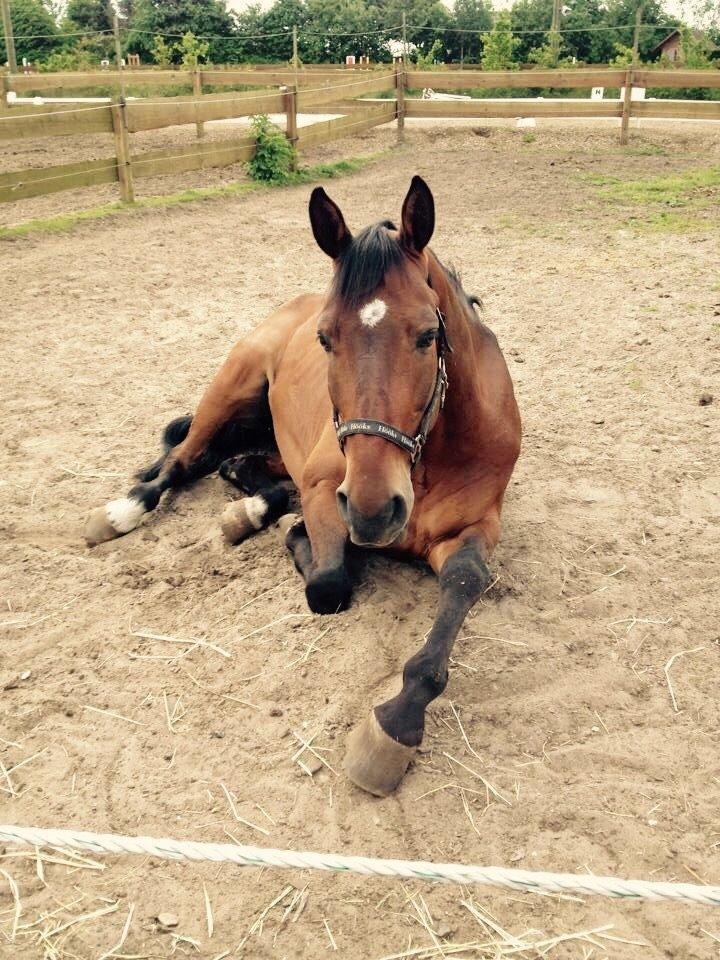 Dansk Varmblod Gio D' Luca Kildebæk billede 1