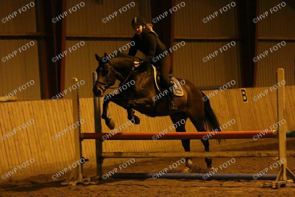 Dansk Varmblod Gio D' Luca Kildebæk billede 5