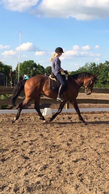 Dansk Varmblod Gio D' Luca Kildebæk billede 9