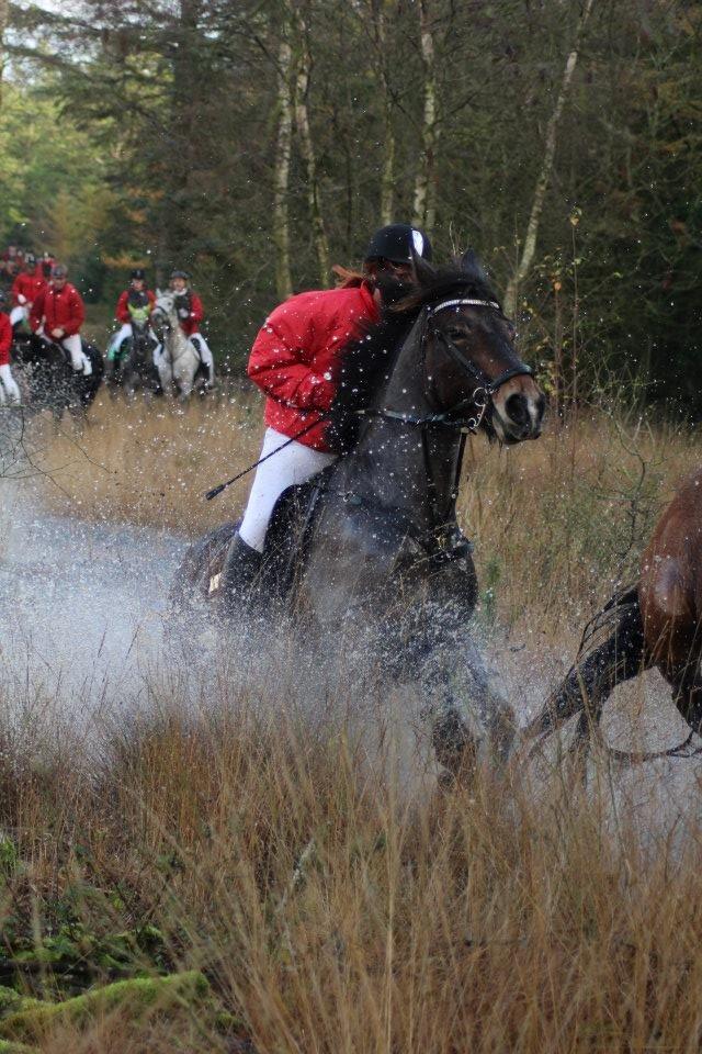 Anden særlig race Elmegårdens Mogcy billede 10