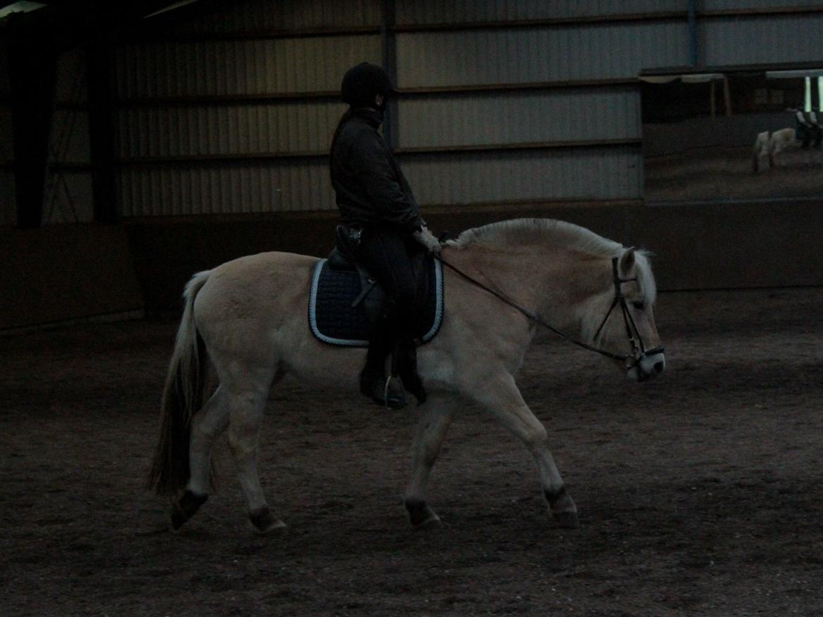 Fjordhest Bjergvangs Flicka Eywa billede 2