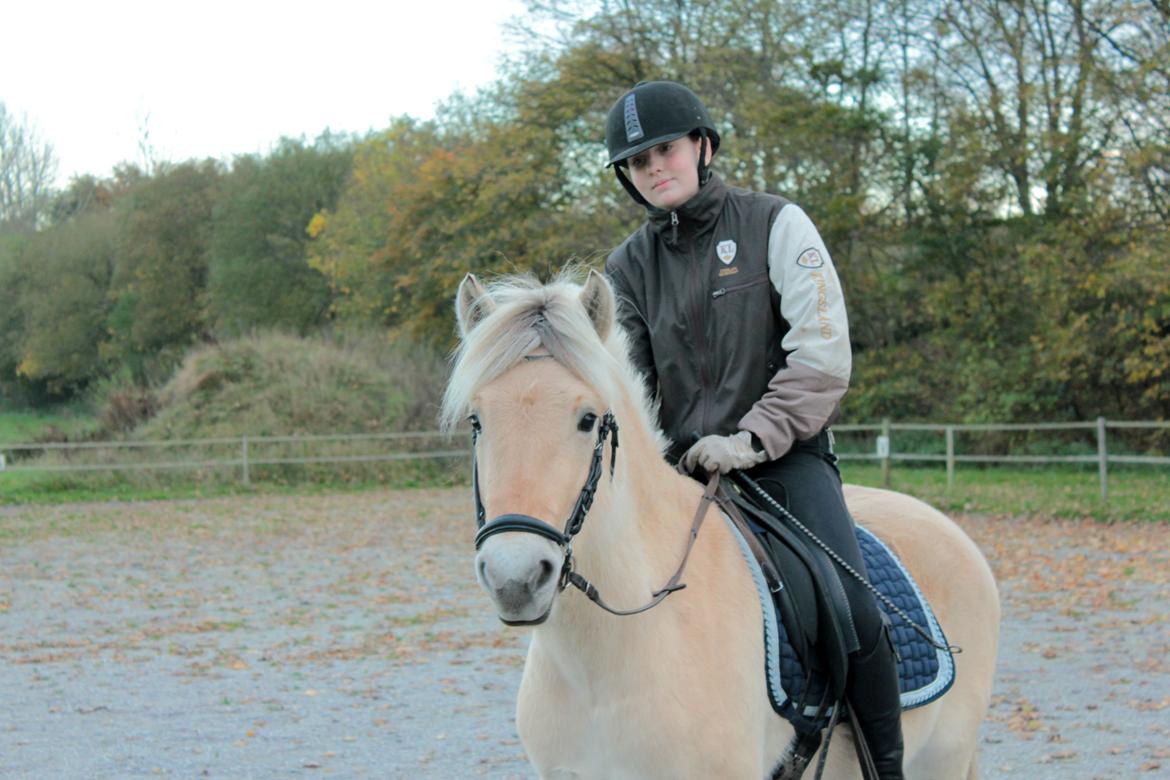 Fjordhest Bjergvangs Flicka Eywa billede 6