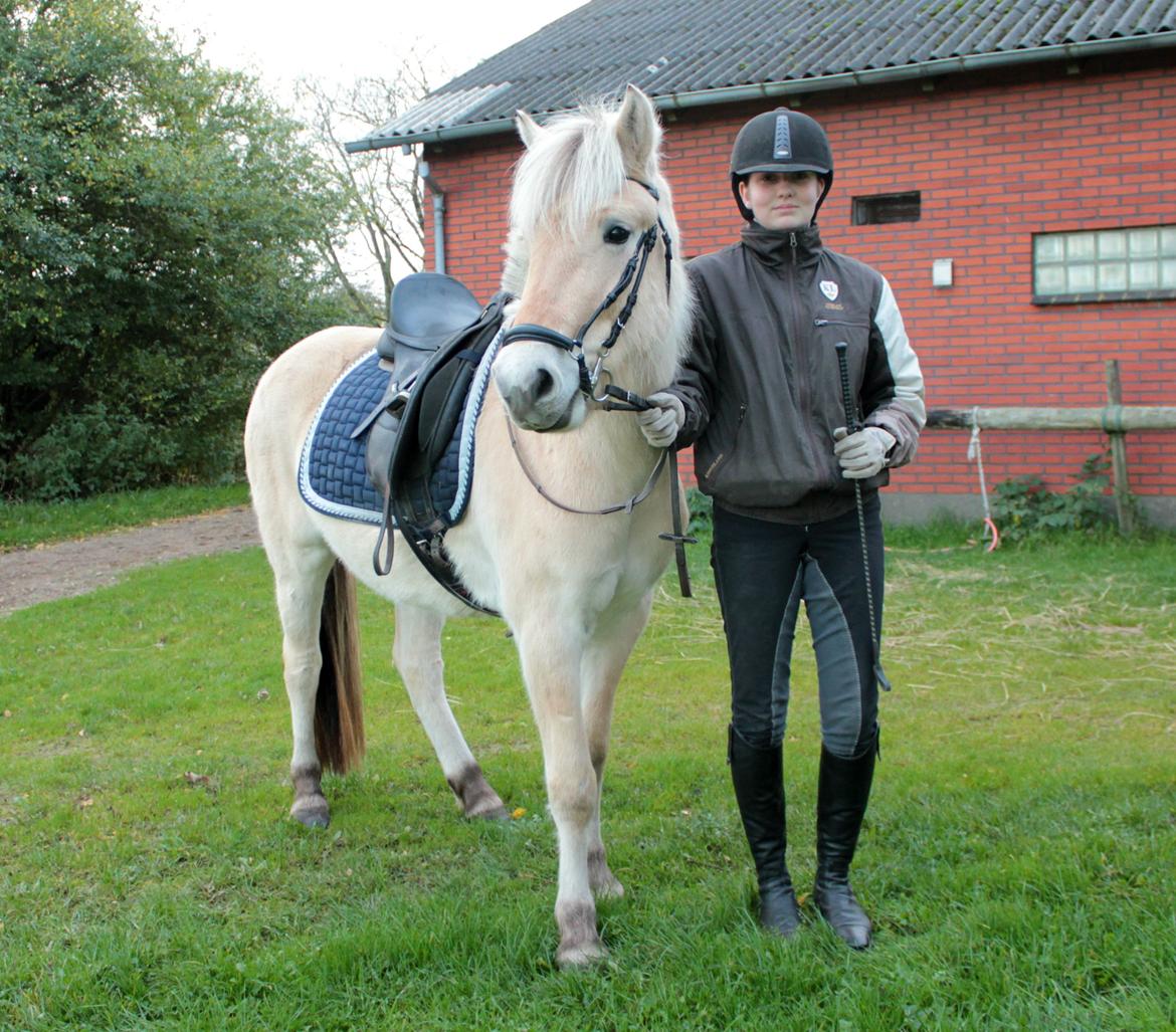 Fjordhest Bjergvangs Flicka Eywa billede 11