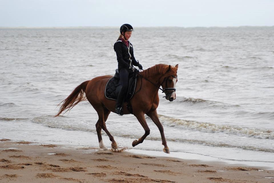 DSP Møgelvangs Ja'dore billede 14