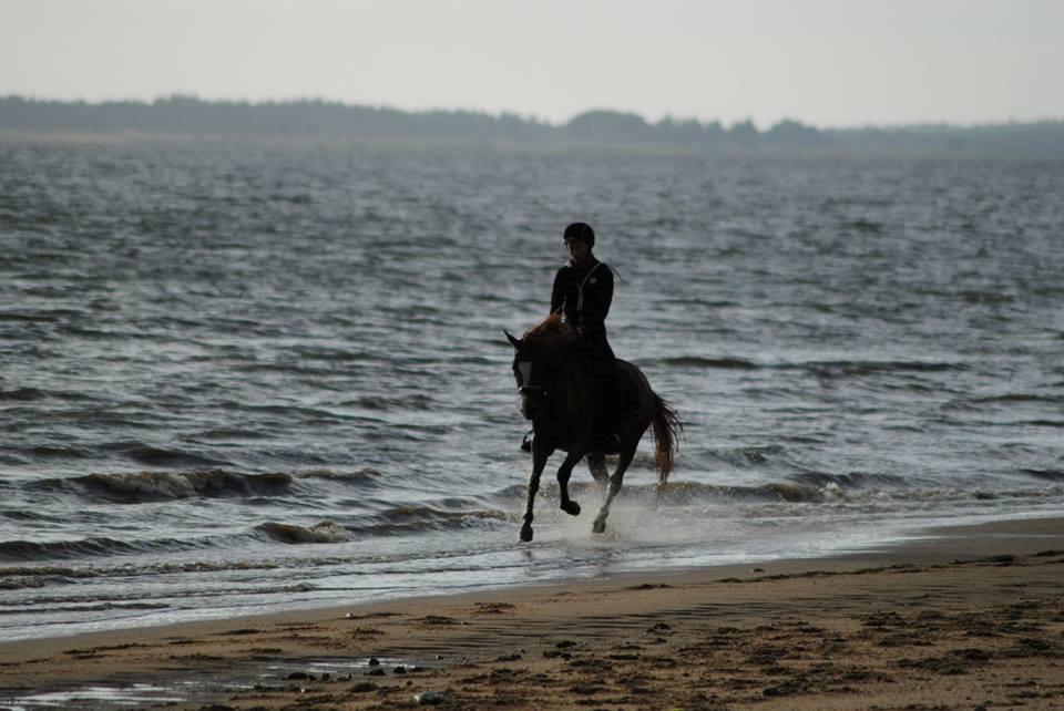 DSP Møgelvangs Ja'dore billede 1