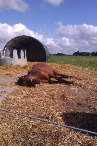 Anden særlig race Poppi - er tæt billede 16