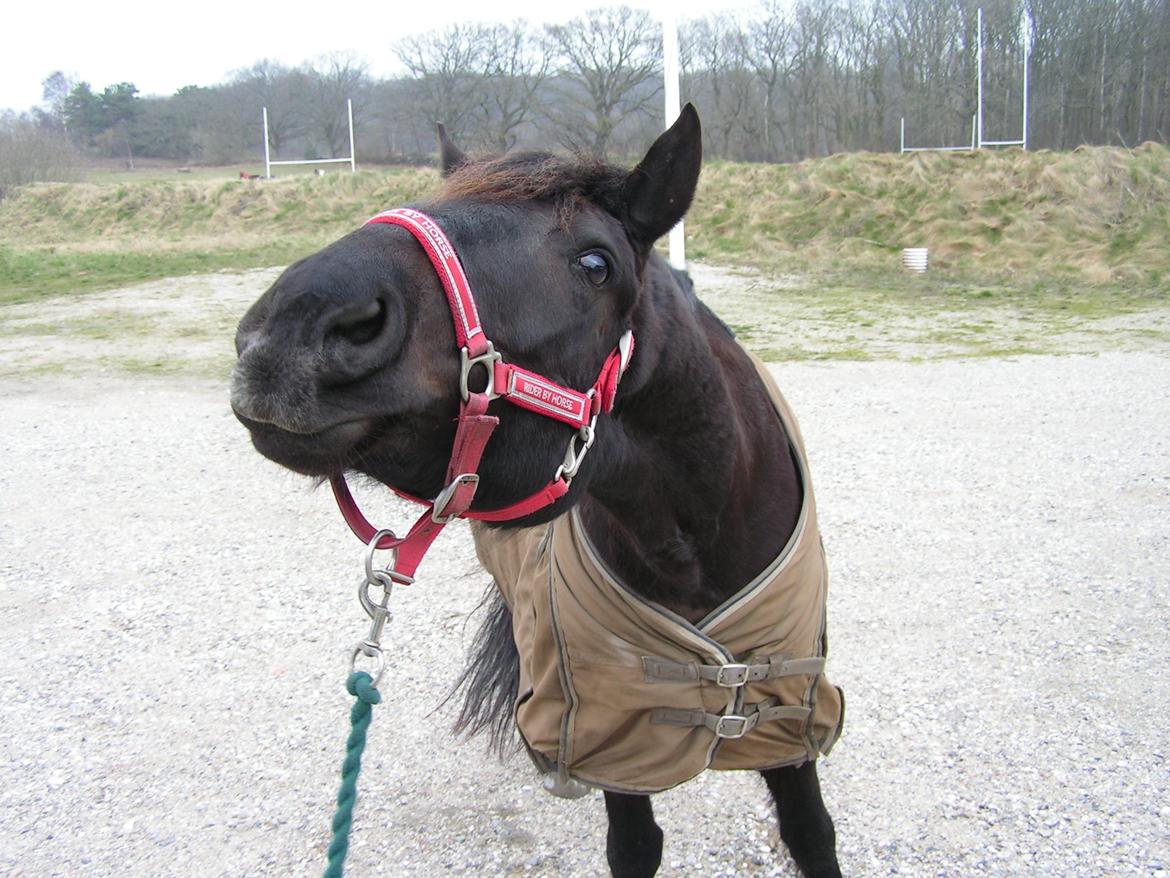 Anden særlig race Amy [min part] - Maaaaaaad??! billede 9